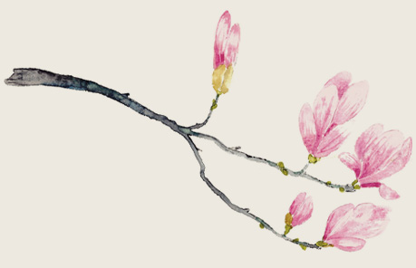 Aquarellzweig mit Magnolienblueten