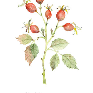 Kunst-Postkarte Blumengrüße für das ganze Jahr